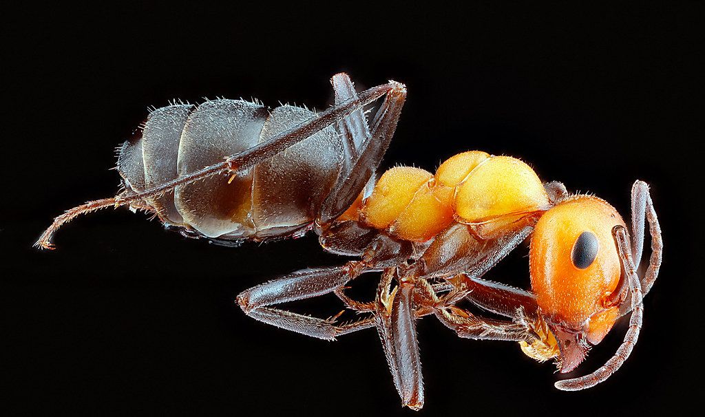 Ant Control service in Metairie, LA