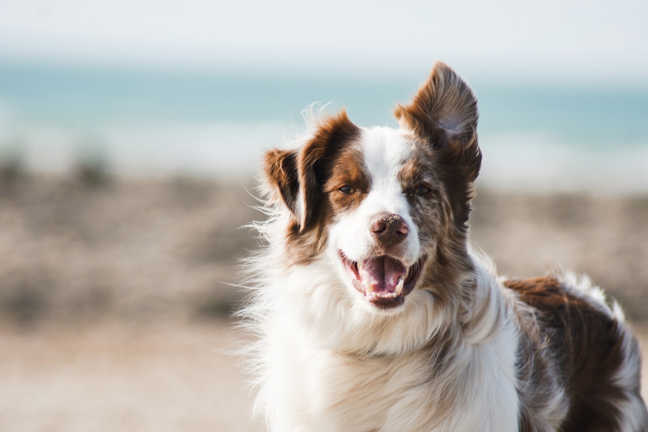 Flea & Tick Control service in Metairie, LA
