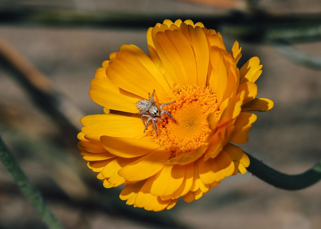Spider Control service in Metairie, LA